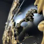 Комод Baroque Сasket от LaLume
