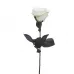 Роза белая 8J-1211S0001