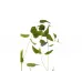 Листья клемантиса зеленые 7C48D00001