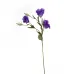 Лизиантус фиолетовый 9F27051-1957