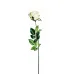 Роза белая 8J-11GS0069-1