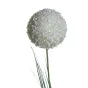 Алиум малый кремовый 8J-13RS0012 - 139725-53 от LaLume
