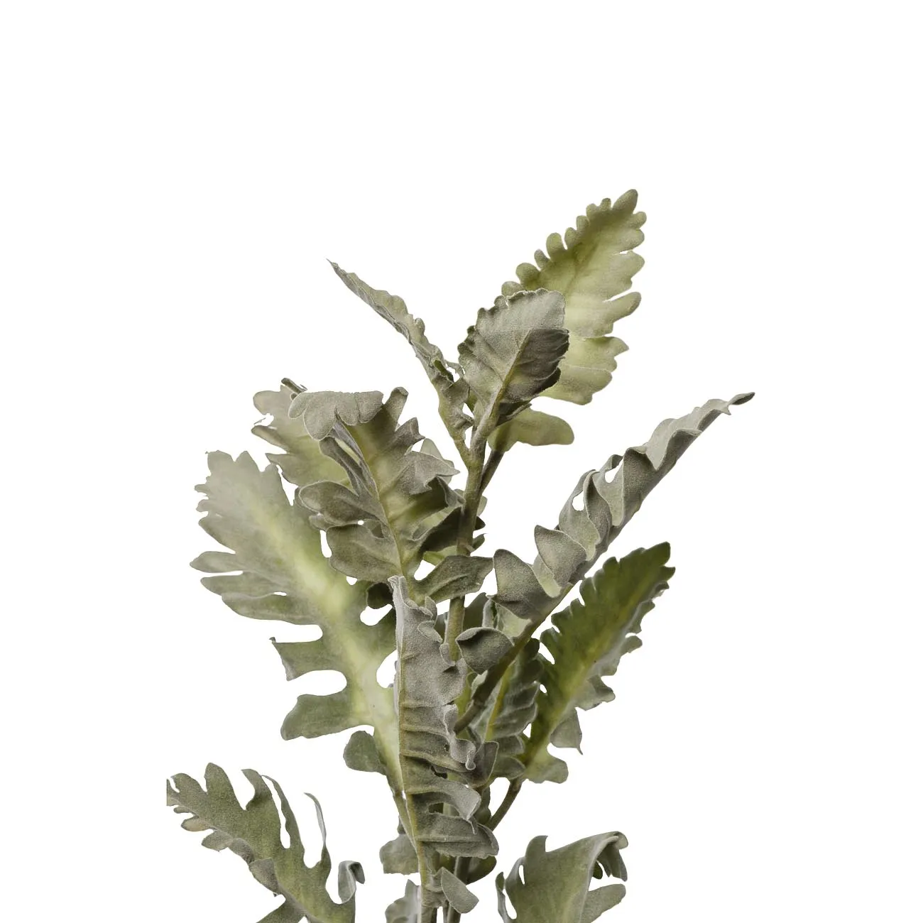 Цинерария GardaDecor 9F28508-5458 Цинерария GardaDecor 9F28508-5458