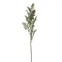 Цинерария GardaDecor 9F28508-5458