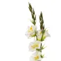 Искусственный цветок GardaDecor Гибискус 8J-950004