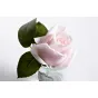 Диффузор Garda Decor 96CN-R4600 от LaLume