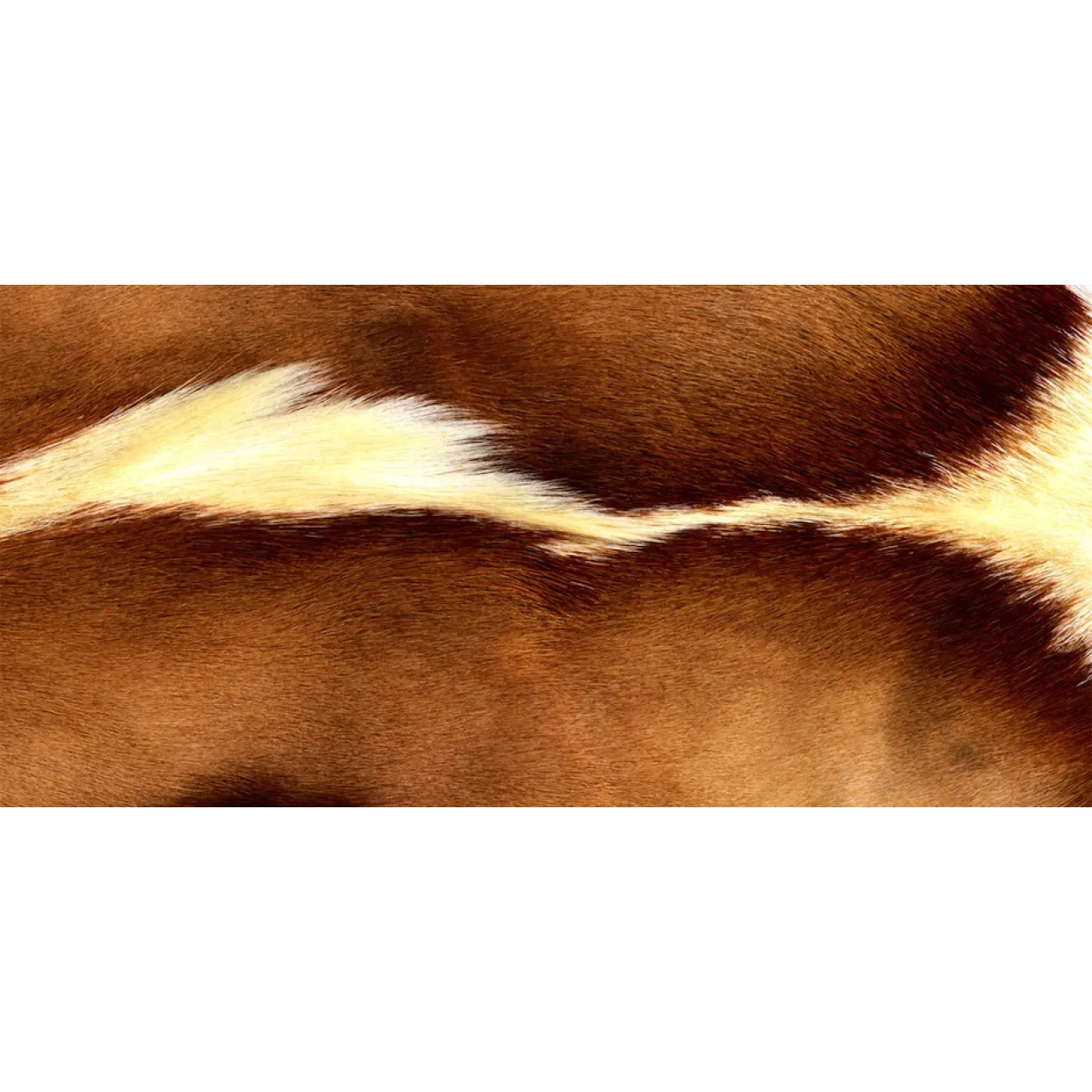 Натуральная шкура антилопы Gemsbok от LaLume
