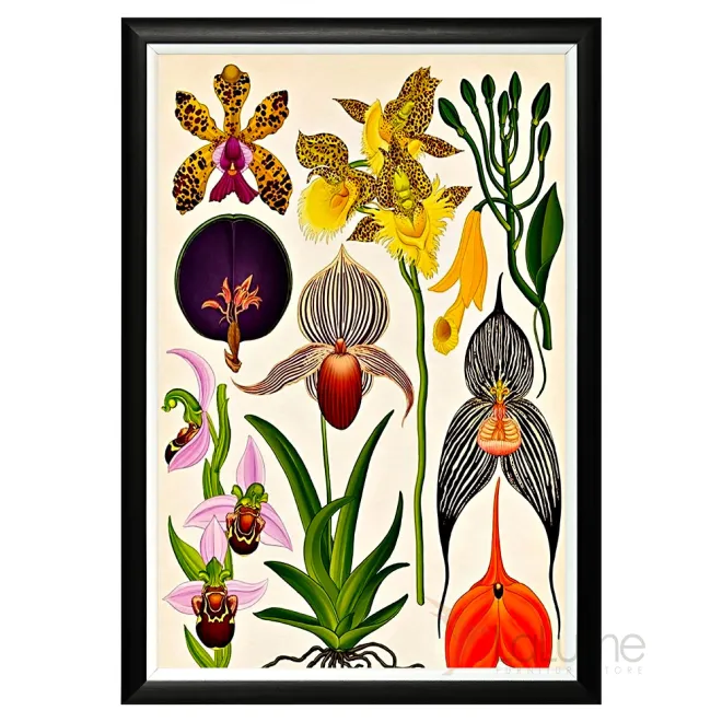 Постер Orchidarium от LaLume