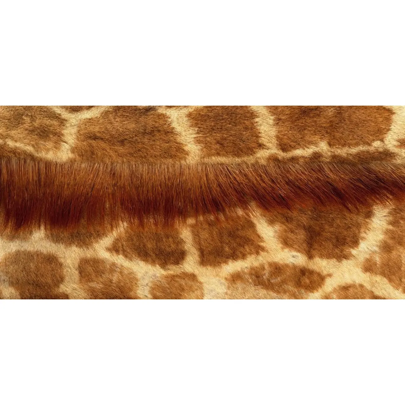 Натуральная шкура жирафа от LaLume