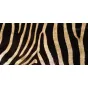 Натуральная шкура зебры Hartmannae от LaLume