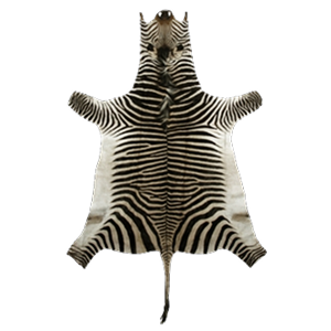 Животные настенные